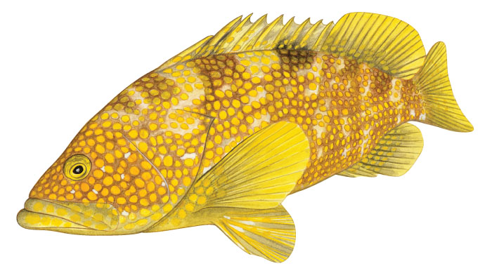 Epinephelus_akaara3_700.jpg