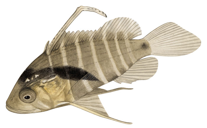 능성어(Convict grouper/Seven-banded rock cod). Epinephelus septemfasciatus ...