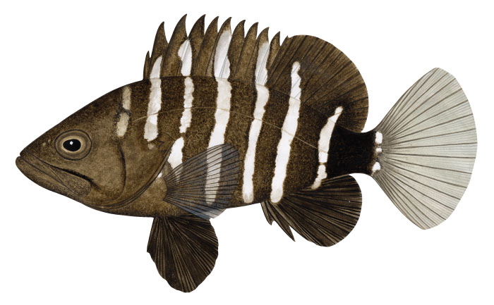 능성어(Convict grouper/Seven-banded rock cod). Epinephelus septemfasciatus ...