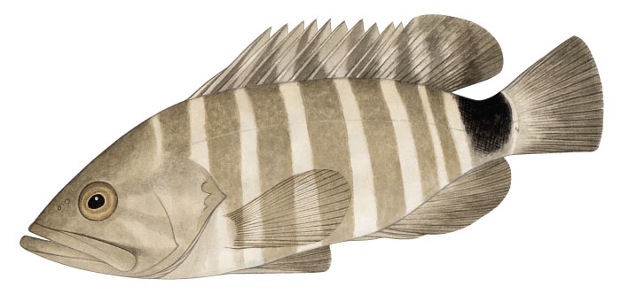 능성어(Convict grouper/Seven-banded rock cod). Epinephelus septemfasciatus ...