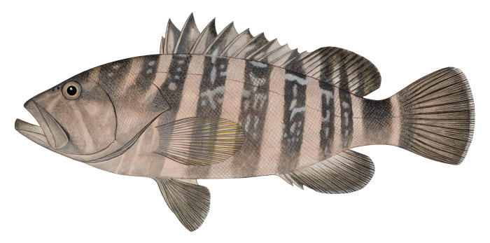 능성어(Convict grouper/Seven-banded rock cod). Epinephelus septemfasciatus ...