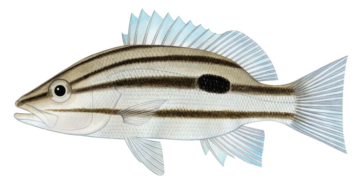 점퉁돔(Russell’s snapper). Lutjanus russellii (Bleeker, 1849).