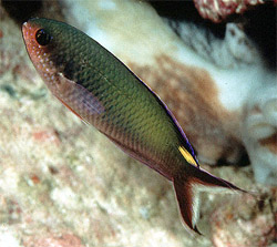 Lepidozygus_tapeinosoma_Randall3_crop250.jpg