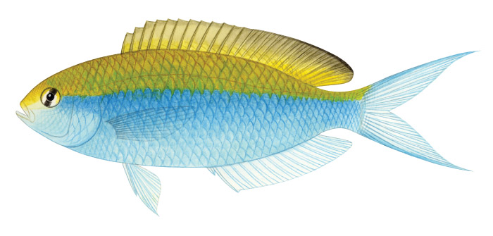 Lepidozygus_tapeinosoma_700.jpg