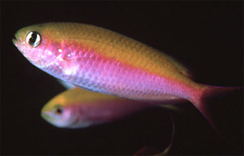 Lepidozygus_tapeinosoma_Randall_crop350.jpg