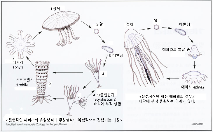 어류도감 - Fish Illustrations - 세계 물고기 세밀화 도감 - 제3부