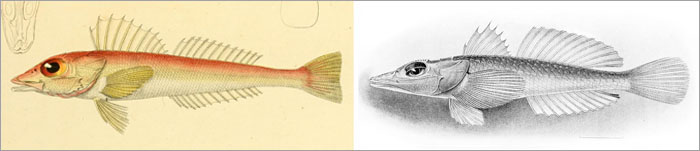 쏨뱅이목 Order Scorpaeniformes(scorpionfishes and flatheads)