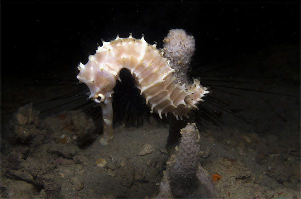 가시해마(Spiny seahorse/Thorny seahorse). Hippocampus histrix.