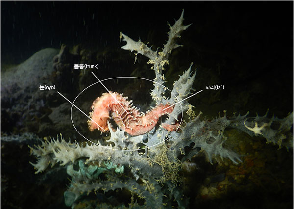 가시해마(Spiny seahorse/Thorny seahorse). Hippocampus histrix.
