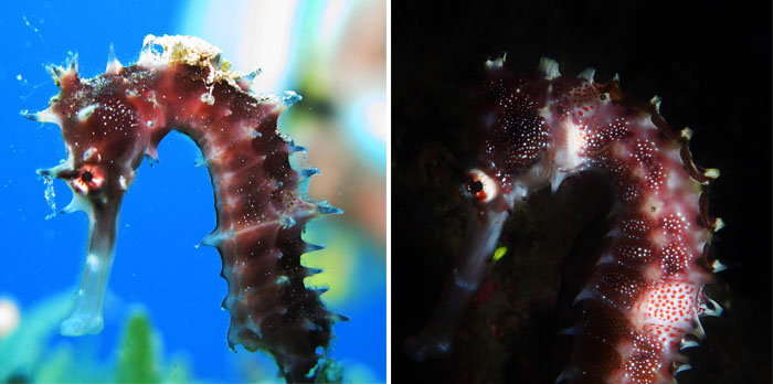 가시해마(Spiny seahorse/Thorny seahorse). Hippocampus histrix.
