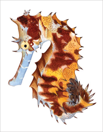 가시해마(Spiny seahorse/Thorny seahorse). Hippocampus histrix.