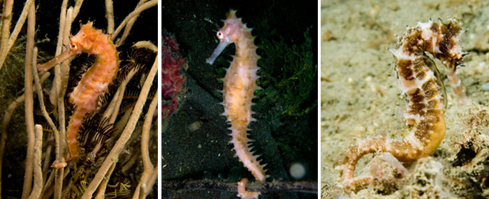 가시해마(Spiny seahorse/Thorny seahorse). Hippocampus histrix.