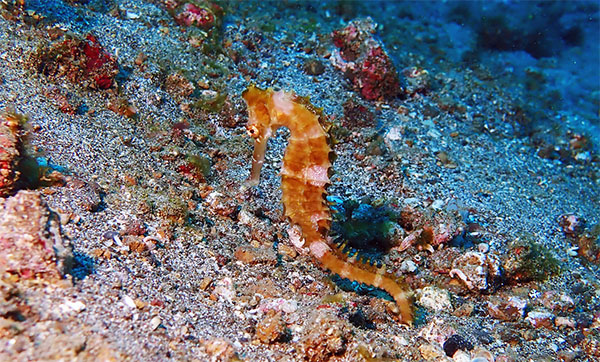 가시해마(Spiny seahorse/Thorny seahorse). Hippocampus histrix.