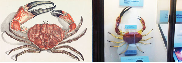 Pseudocarcinus_gigas_2pictures.jpg