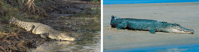 Saltwater_Crocodile_2pictures.jpg