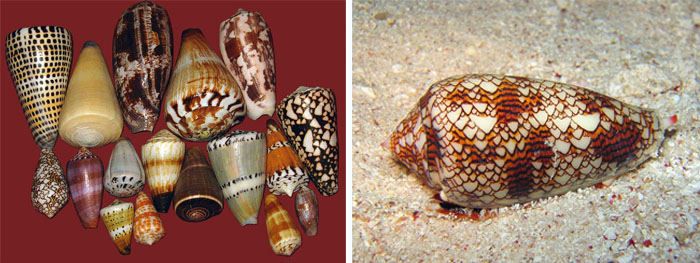 Cone_snail_2pictures.jpg