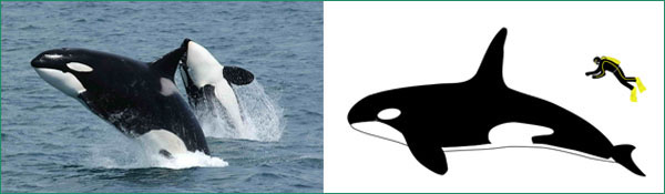 Killerwhale_2pictures.jpg
