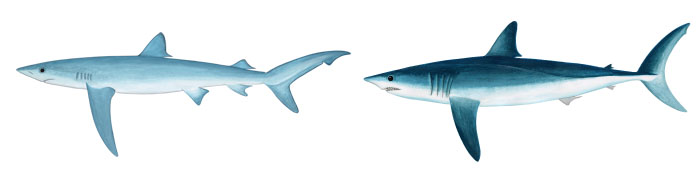 blue-mako-shark.jpg
