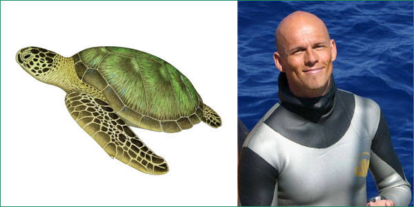 turtle-freediver.jpg