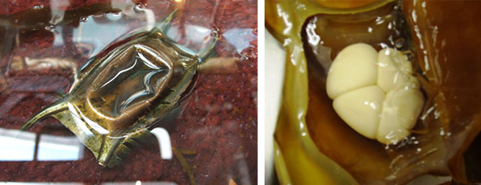 Skate-eggcase-embryos_2pictures.jpg
