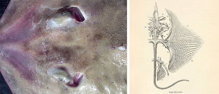 Head-magnified_Skeleton_2pictures.jpg