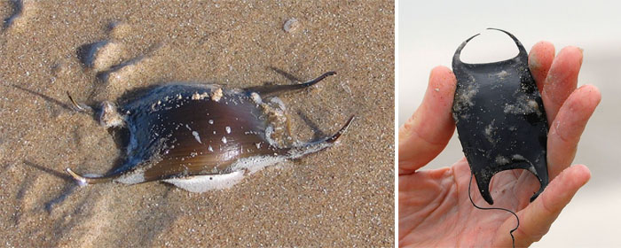 Skate-eggcase_2pictures.jpg