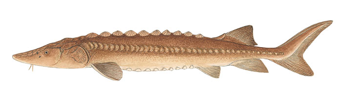칼상어(Yangtze sturgeon). Acipenser dabryanus