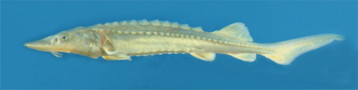 칼상어(Yangtze sturgeon). Acipenser dabryanus