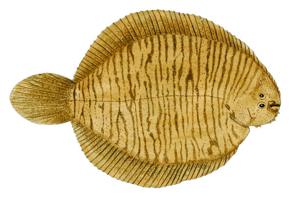 가르마니 쏘울(garmani flounder). Catathyridium garmani