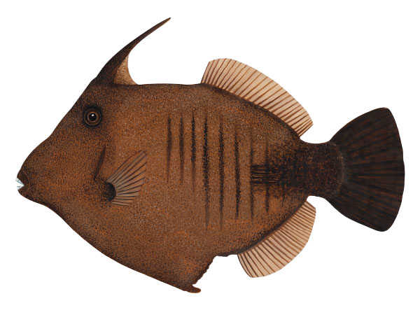 브룸 파일피시(Broom filefish). Amanses scopas