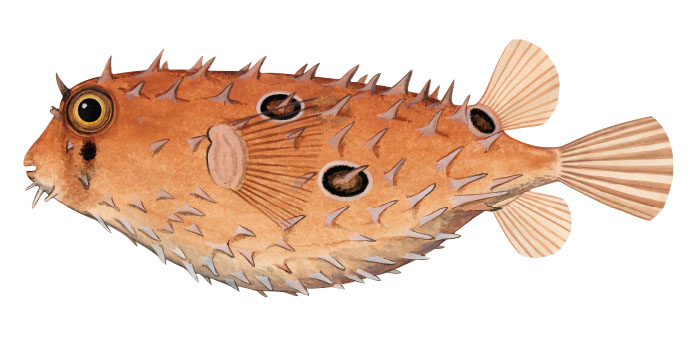 Chilomycterus_spinosus_spinosus_mypainting_700.jpg
