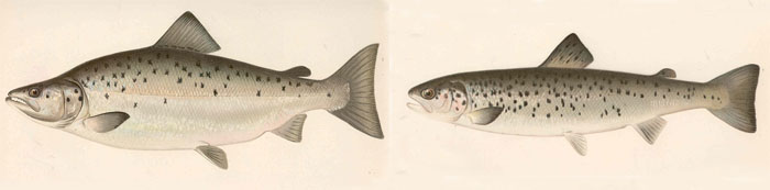 대서양연어(Atlantic salmon). Salmo salar