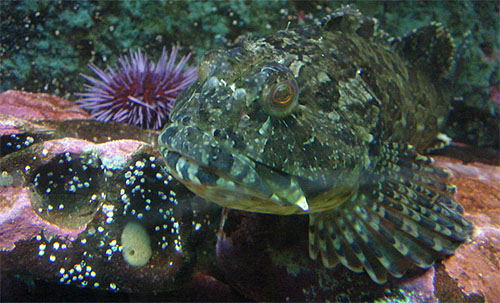 볼락과 Family Sebastidae(Rockfishes, rockcods and thornyheads).
