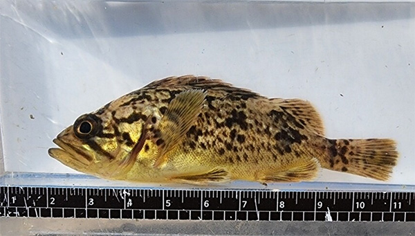 조피볼락(우럭) Korean rockfish, Sebastes schlegelii