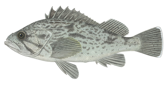 조피볼락(우럭) Korean rockfish, Sebastes schlegelii