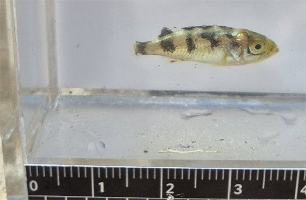 조피볼락(우럭) Korean rockfish, Sebastes schlegelii