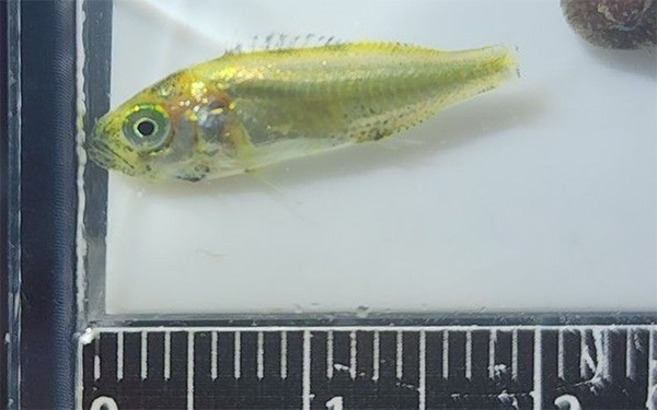 조피볼락(우럭) Korean rockfish, Sebastes schlegelii