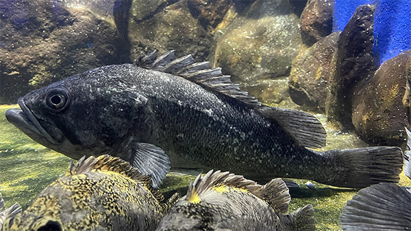 조피볼락(우럭) Korean rockfish, Sebastes schlegelii