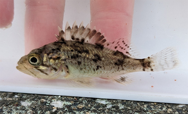 조피볼락(우럭) Korean rockfish, Sebastes schlegelii