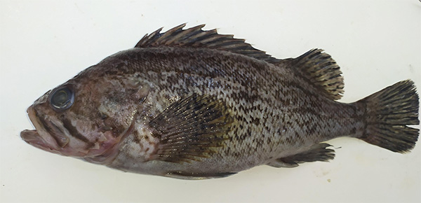 조피볼락(우럭) Korean rockfish, Sebastes schlegelii