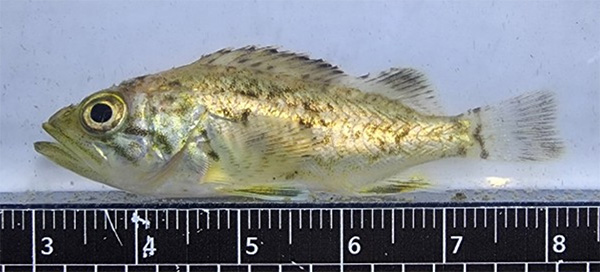 조피볼락(우럭) Korean rockfish, Sebastes schlegelii