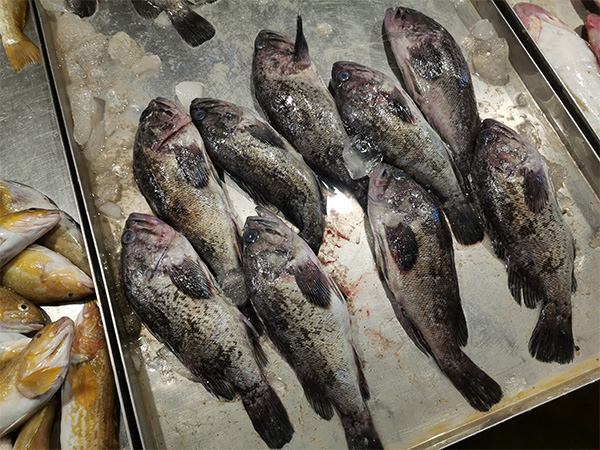 조피볼락(우럭) Korean rockfish, Sebastes schlegelii