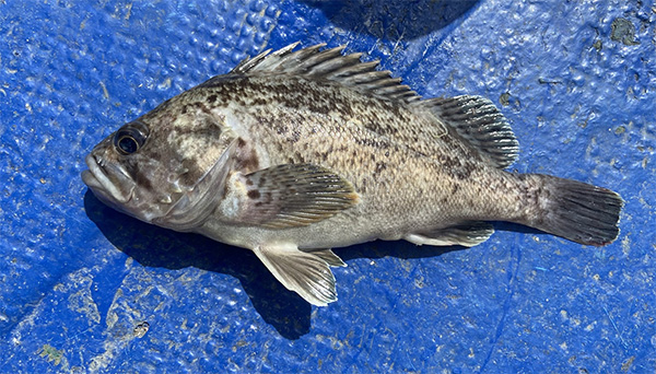 조피볼락(우럭) Korean rockfish, Sebastes schlegelii