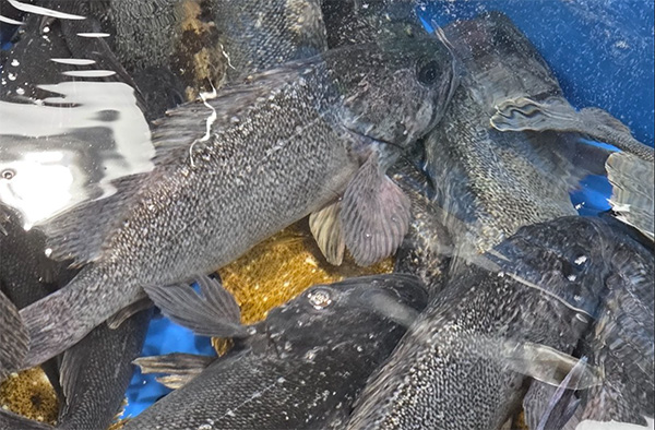 조피볼락(우럭) Korean rockfish, Sebastes schlegelii