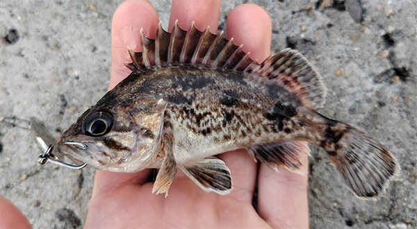 조피볼락(우럭) Korean rockfish, Sebastes schlegelii