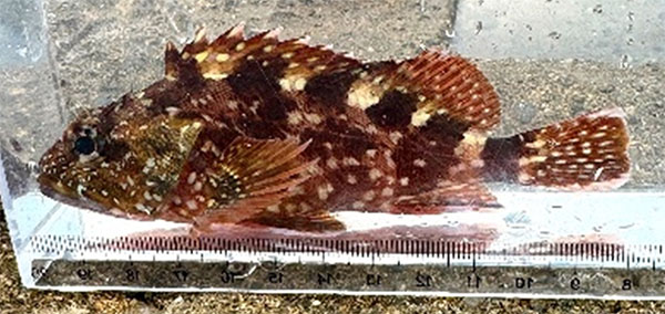 쏨뱅이(False kelpfish). Sebastiscus marmoratus