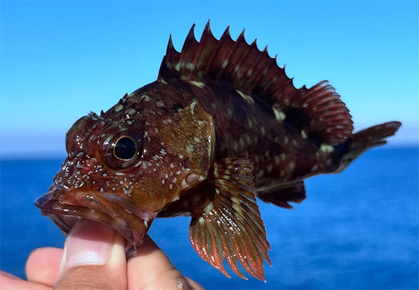 쏨뱅이(False kelpfish). Sebastiscus marmoratus