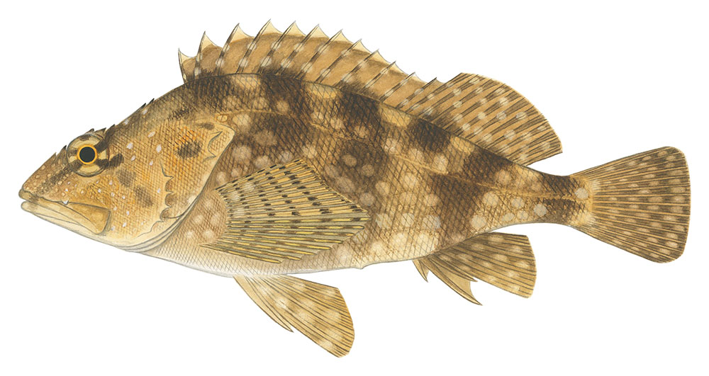 쏨뱅이(False kelpfish). Sebastiscus marmoratus
