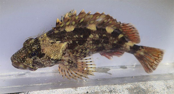 쏨뱅이(False kelpfish). Sebastiscus marmoratus
