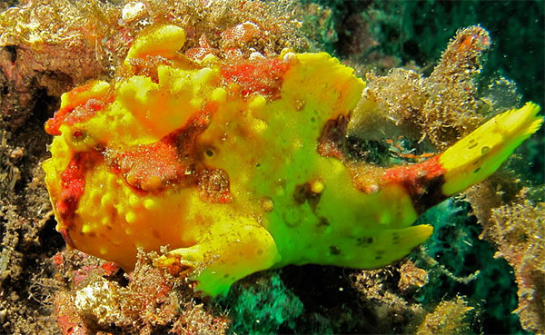무당씬벵이(Warty frogfish). Antennarius maculatus